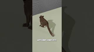 Alaotra Gentle Lemur Facts | The Rare Wetland Lemur of Madagascar