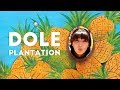 World's Largest Maze - Dole Plantation | Oahu, Hawaii