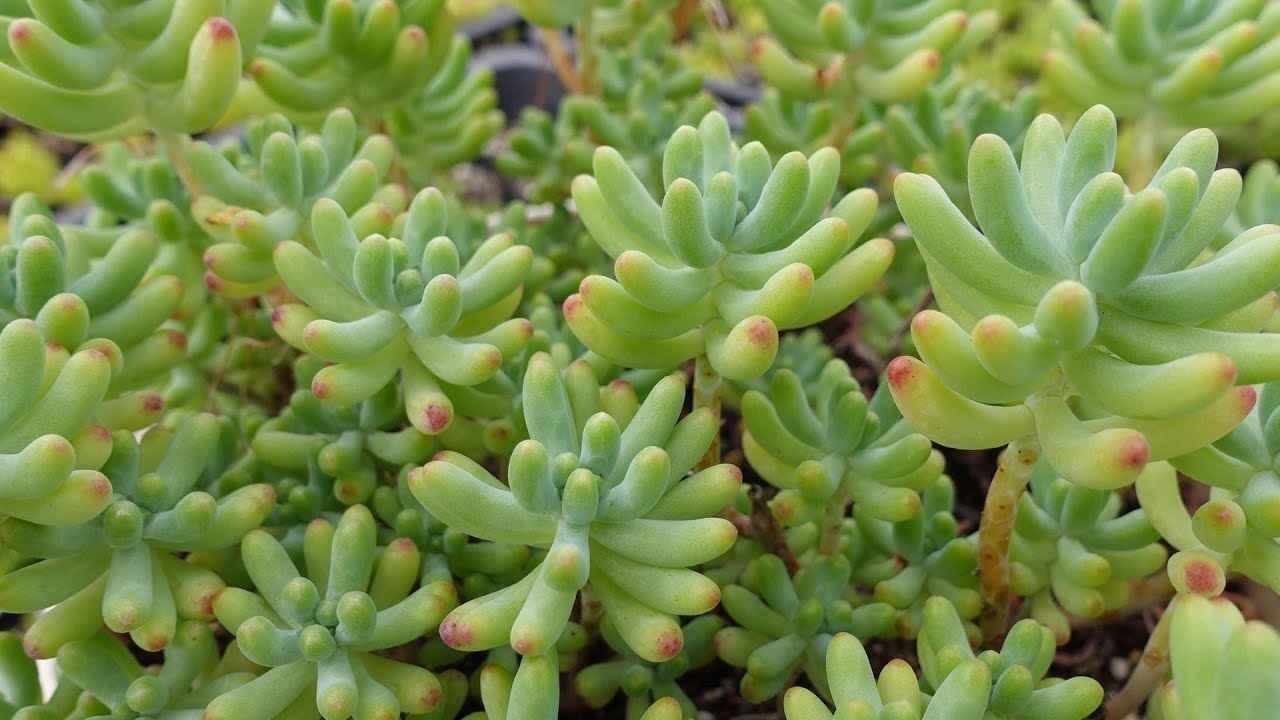 214【乙女心の水やりとお手入れ】暑い季節のコツ。秋に可愛くなります