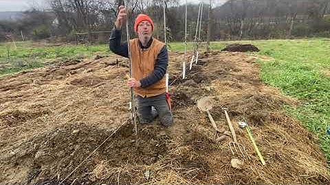 Staking a Semi Dwarf Apple Tree