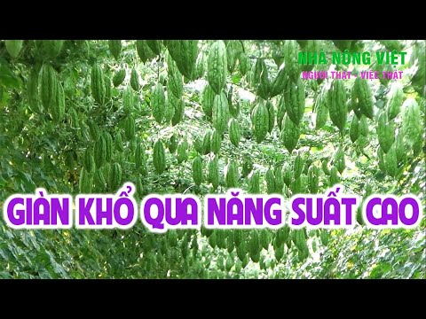 Video GIÀN KHỔ QUA NĂNG SUẤT CAO - NHÀ NÔNG VIỆT THỰC HIỆN - youtube