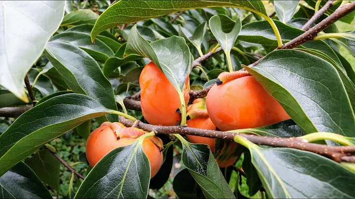 Why you Should Grow a Persimmon Tree & Which one to Choose - DayDayNews