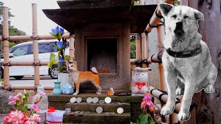 ¿Dónde está enterrado HACHIKO? | Tumba de Hachiko en el Cementerio de Aoyama e historia de Hachiko