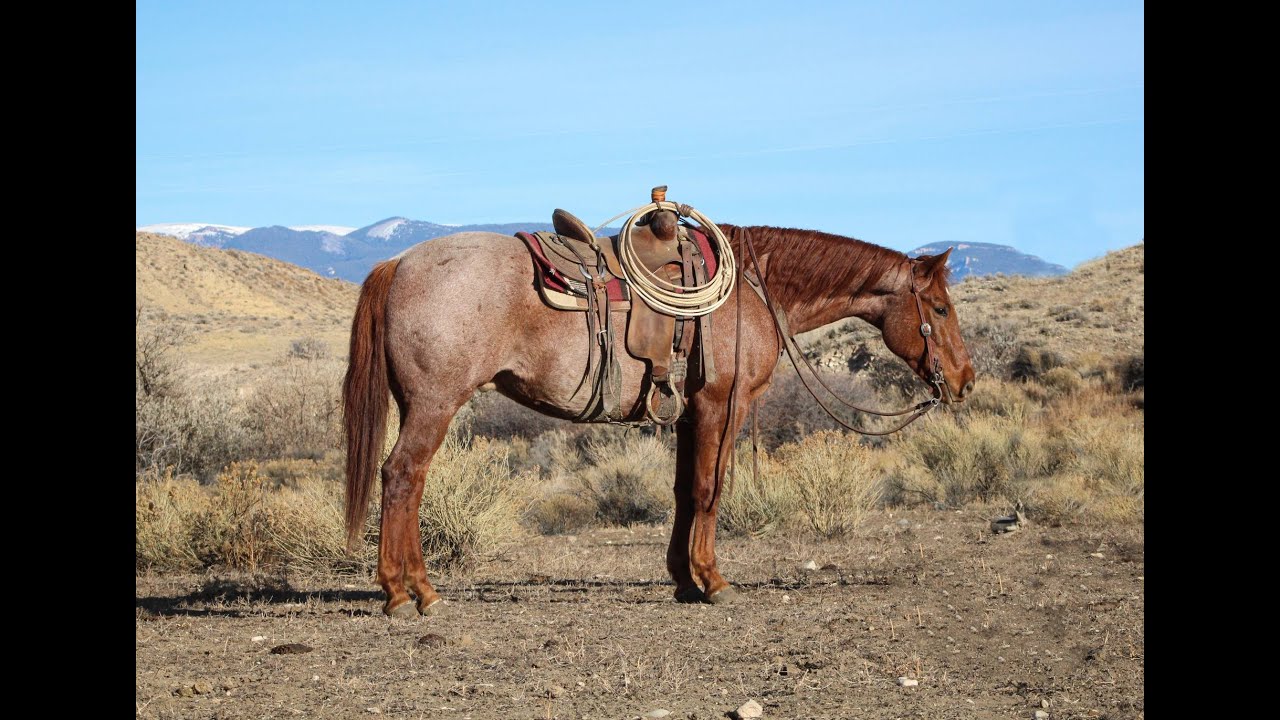 15.3 Hand HEAD TURNING Red Roan Gelding for Sale/ BIG JOHN/ Diamond