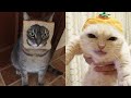 Try not to laugh  new funny cats   meowfunny part 27