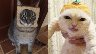 Try Not To Laugh 🤣 New Funny Cats Video 😹 - MeowFunny Part 27
