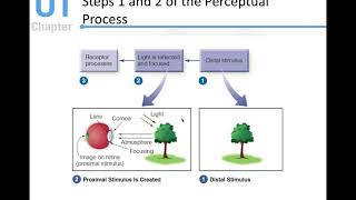 Sensation and Perception Module 1 Instructor Presentation Senstension Presentation