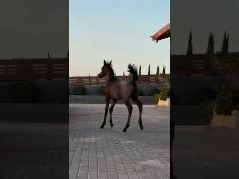 نشر القرآن قران الخيل الخيل العربيه الشام بلادالشام غزة خيل الاسلام نشر الاسلام