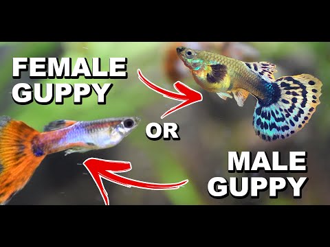 Video: How To Determine The Gender Of A Guppy