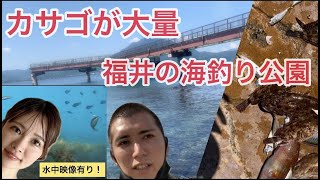 夫婦でカサゴ釣り 若狭高浜海釣り公園 水中映像 家族で釣り Youtube