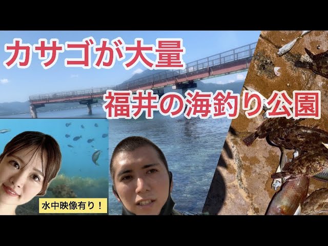 夫婦でカサゴ釣り 若狭高浜海釣り公園 水中映像 家族で釣り Youtube