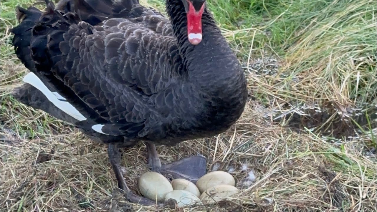 Wild Duck Take care his child