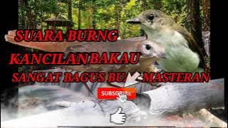 suara burung kancilan. bakau sangat bagus buat masteran di tambah suara air jos