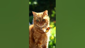 Thumbnail of #kucing #cat #kucinglucu #liriklagu #song #sad #viral #viralvideo #bolleywoodsong