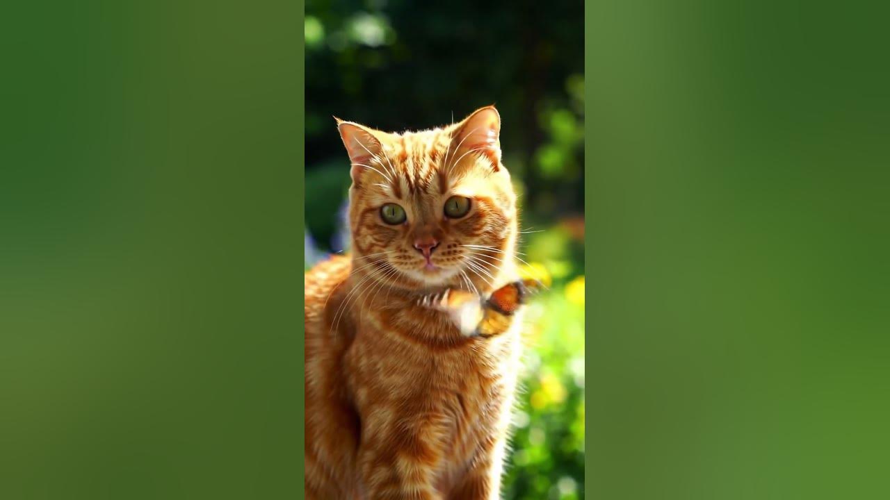 #kucing #cat #kucinglucu #liriklagu #song #sad #viral #viralvideo #bolleywoodsong
