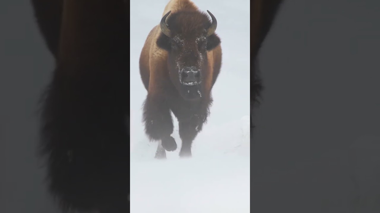 YELLOWSTONE BISON IN SNOW ❄️🦬