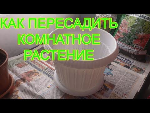 Как пересаживать комнатные растения. Как ПРАВИЛЬНО пересадить цветок в горшок побольше