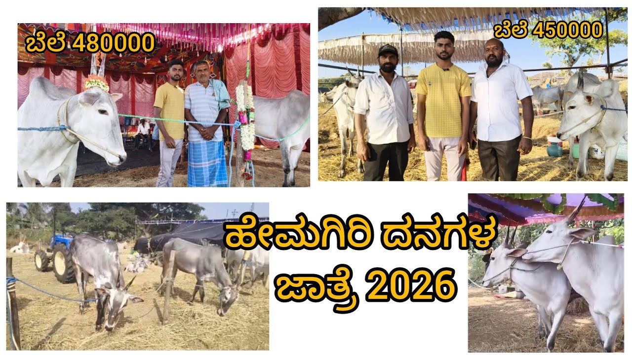ಹೇಮಗಿರಿ ದನಗಳ ಜಾತ್ರೆ 2026 || ಹಳ್ಳಿಕಾರ್ ತಳಿಯ ಬೆಲೆ ಕೇಳಿದ್ರೆ ಶಾಕ್ ಆಗ್ತೀರಾ 😱🐂|| 