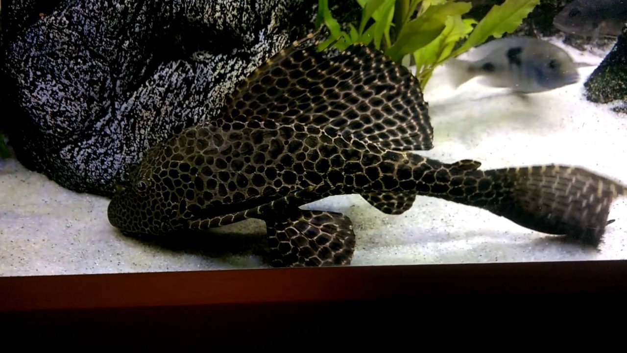 L083 Pterygoplichthys Gibbiceps Sailfin Pleco - YouTube