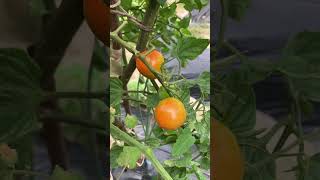 IMG 4596