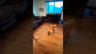 This Dog is OBSESSED with Watermelons 😂