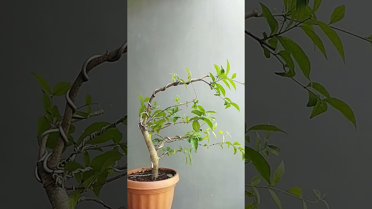 Pola dasar wiring bonsai gaya windswept🌿🌿🌿 