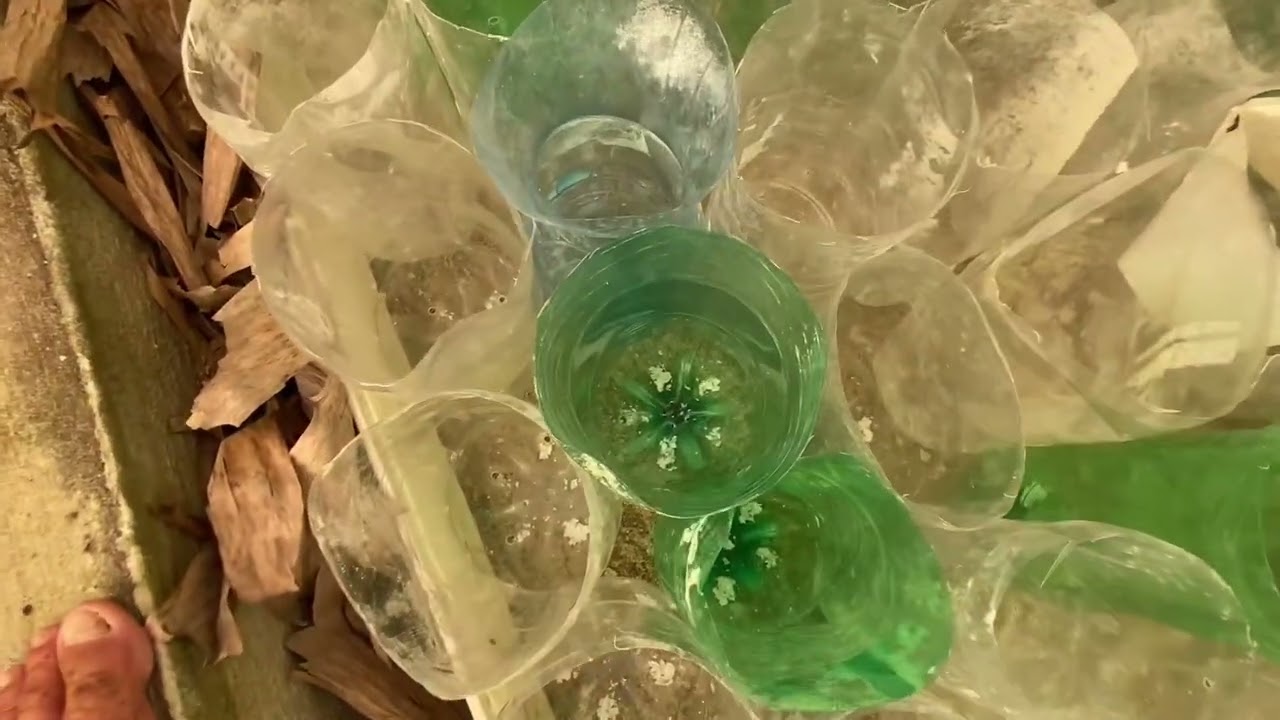 Por que quando trocamos os bettinhas de um ambiente pra o outro eles ficam doente