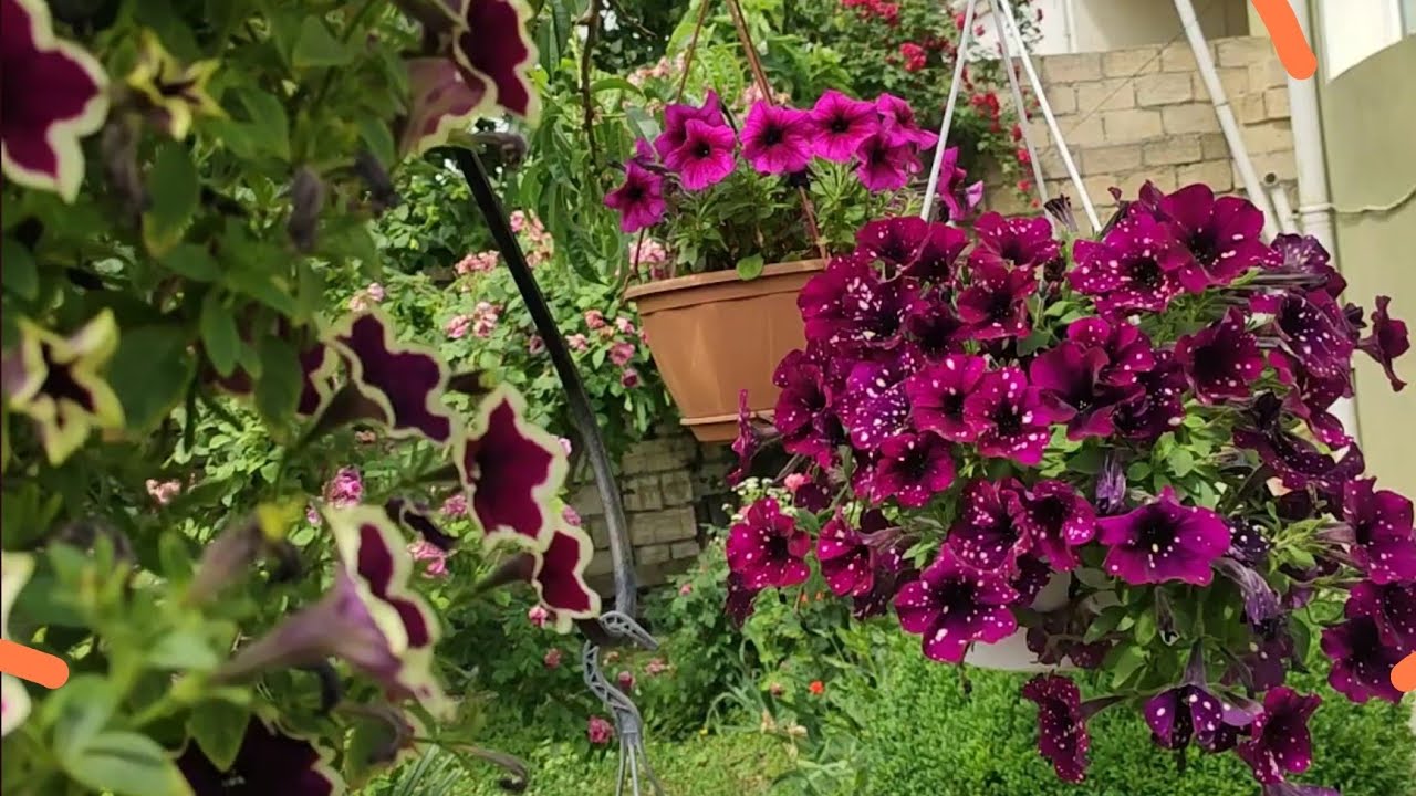 Bizimbağçanın asma gülləri. Petuniya, verbena, alissum...