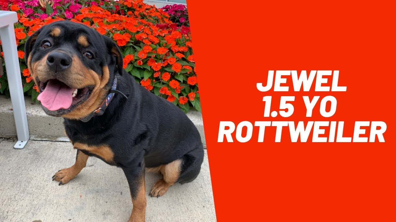 rottweiler kj 19SO ワコマリア cootie anytee Jewel | 1.5 Year Old Rottweiler | Best Dog Training Columbus
