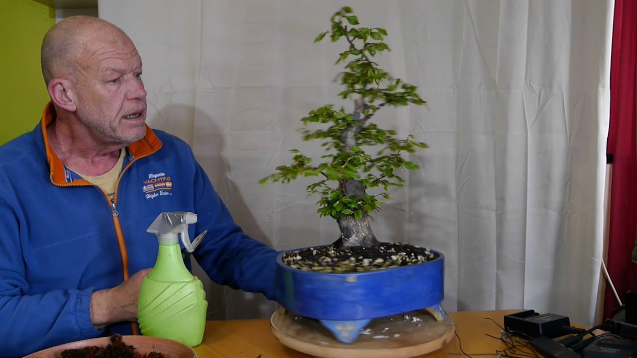 Meine Meinung zur Hainbuche und ein bisschen mehr
