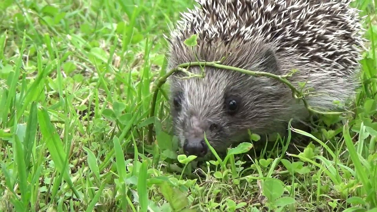 Лысый ёж под соусом