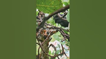 Tỉa cành ổi                #bienfarm #farming #guava