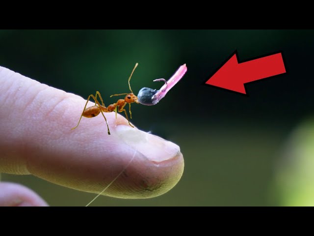 Worlds SMALLEST Fishing Lure! What Will it Catch?! (BIG FISH) 