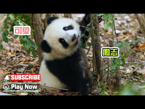 《熊貓早晚安》又是被勵志小熊“福菀”激勵到的一天！ | iPanda熊貓頻道