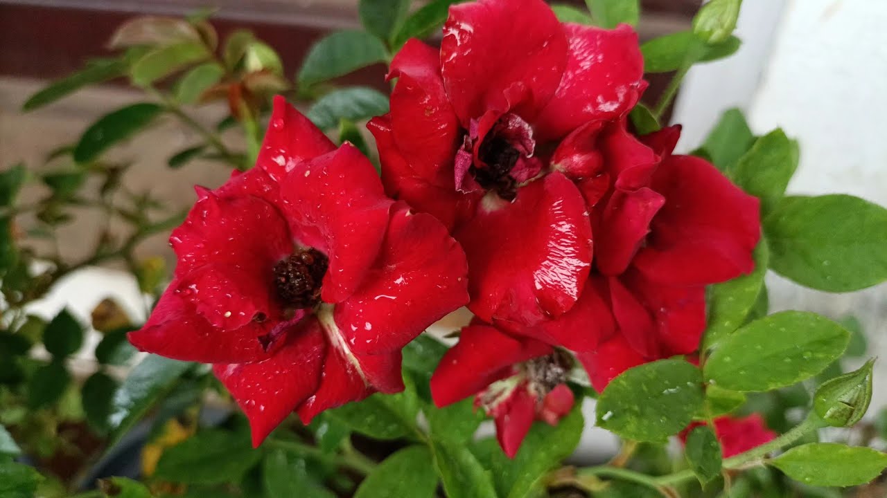 standing rose വന്നിട്ടുണ്ട് #gardening #roses #rose #roseflower #sale # ...
