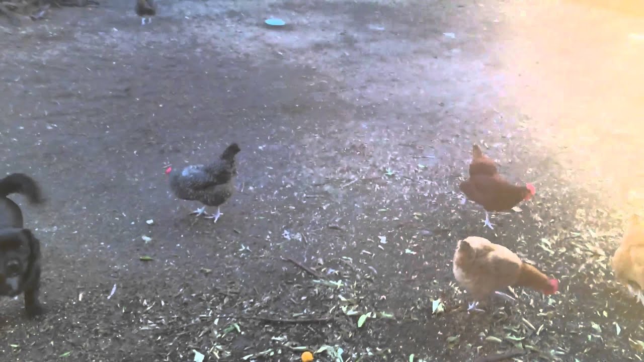 Getting the eggs from the chicken coop YouTube