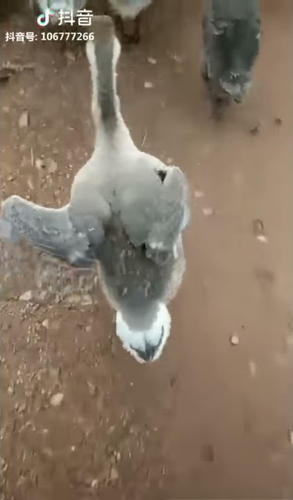 Video Lucu Bebek Jalan