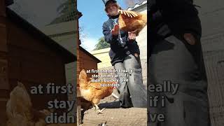 HOW TO TRAIN A CHICKEN TO PERCH IN UNDER 5 MINUTES (not clickbait)