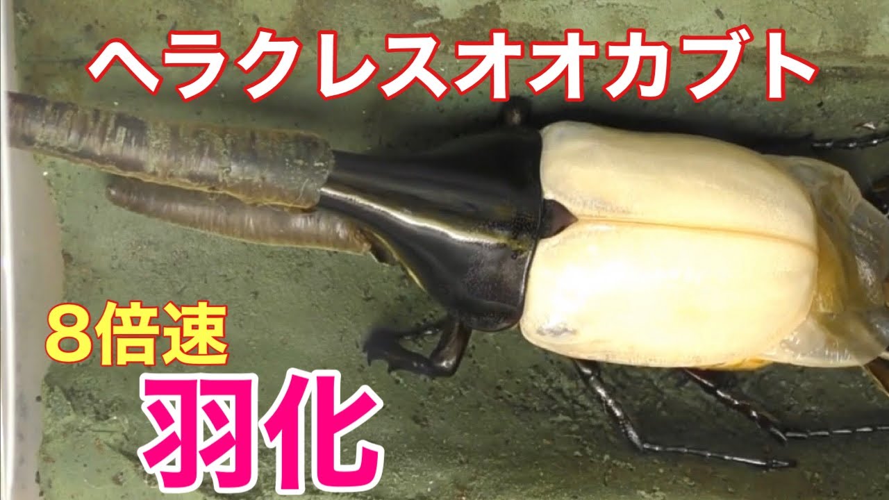 ヘラクレスオオカブト オス 2024.7上旬羽化 150mm超 近傍配達可