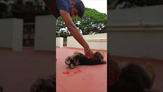How to Teach "Roll Over" in 1 Minute! 🐶 | Karuppan's Training Day 30 | KARUPPAN&CO #pets #puppy