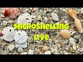 MICROSHELLING Live from Florida 🌴