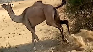Camel race in desert | Wild Animals fast Running #camel #animalvideos #animalsraces