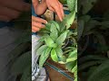 Aadhavan farms cheetah ear plant easy growing shade plantfarming subscribe share shorts.