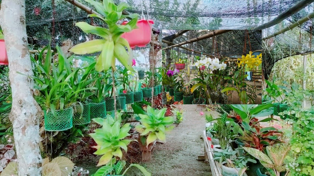 PLANTITANG FIRST LOVE ANG ORCHIDS// MAGBIBIGAY NG MARAMING KAALAMAN SA TAMANG PAG AALAGA NITO