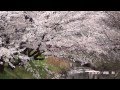 「桜」 2013