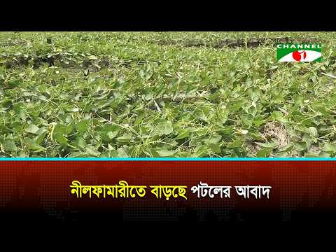 Pointed Gourd Farming Increasing in Nilphamari | Nilphamari | Farming |