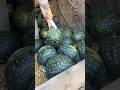 Semangka Hitam Totol Kuning: Varietas Unik dengan Rasa Manis Segar
