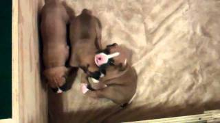 Playful puppies getting sleepy