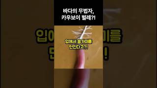 카우보이처럼 사냥하는 괴물?! #상식 #동물상식 #리본벌레
