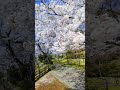 満開の桜を撮ってみた。#桜 #満開 #ダム #湖 #岐阜 #sakura #spring2025 #dam #lake #fullbloom #cherryblossoms #japantravel